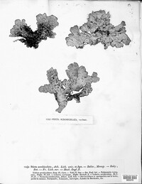 Lobaria scrobiculata image